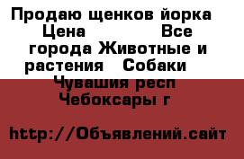 Продаю щенков йорка › Цена ­ 10 000 - Все города Животные и растения » Собаки   . Чувашия респ.,Чебоксары г.